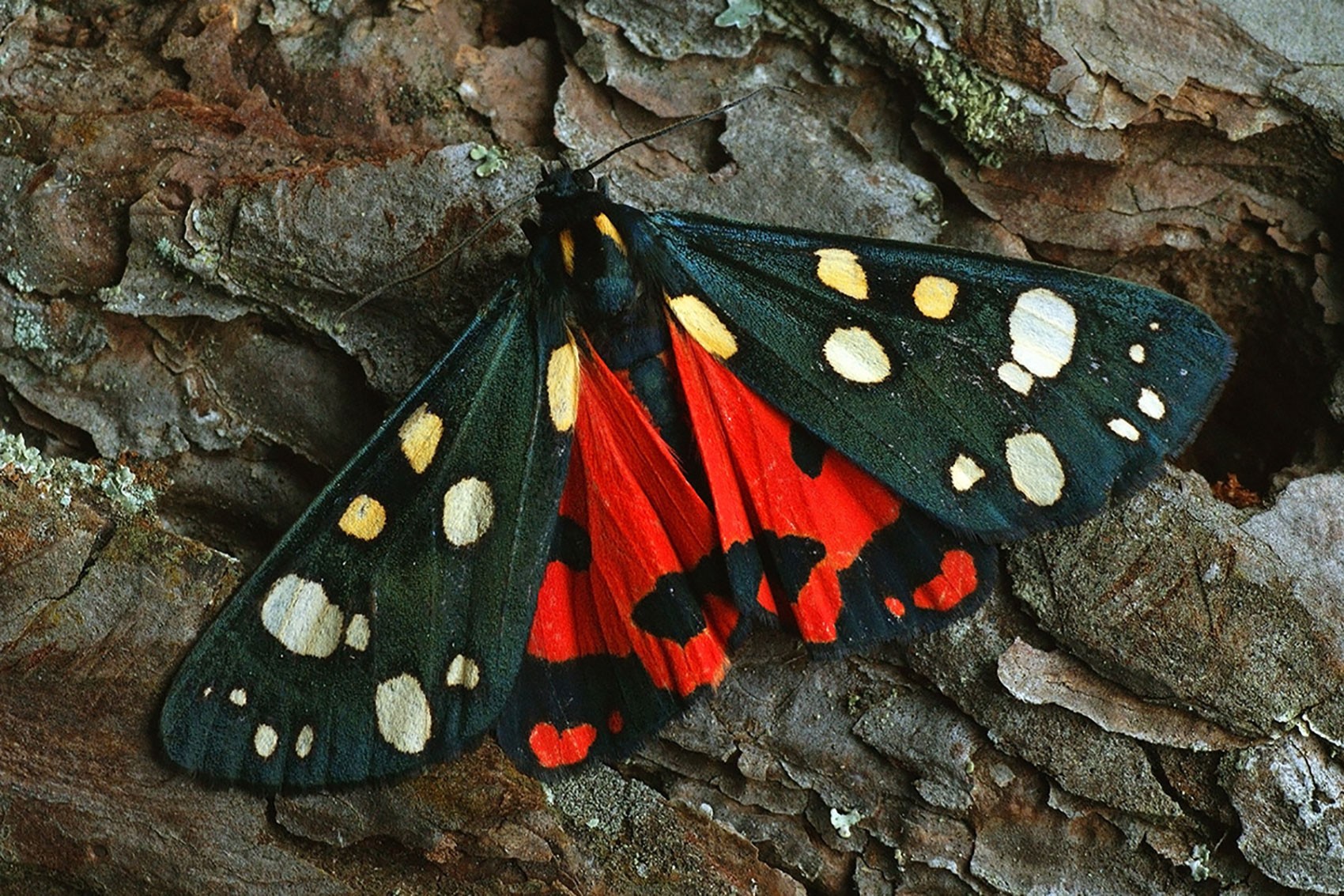 Uk Moths Nine Of The Most Colourful And Distinctive Natural History