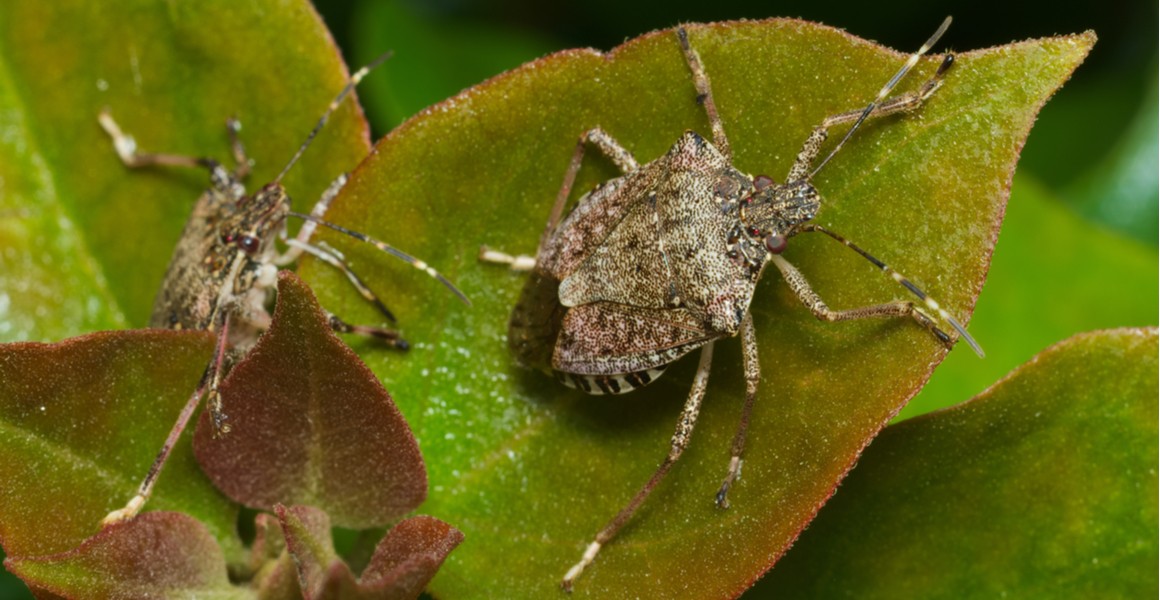 get rid of stink bugs