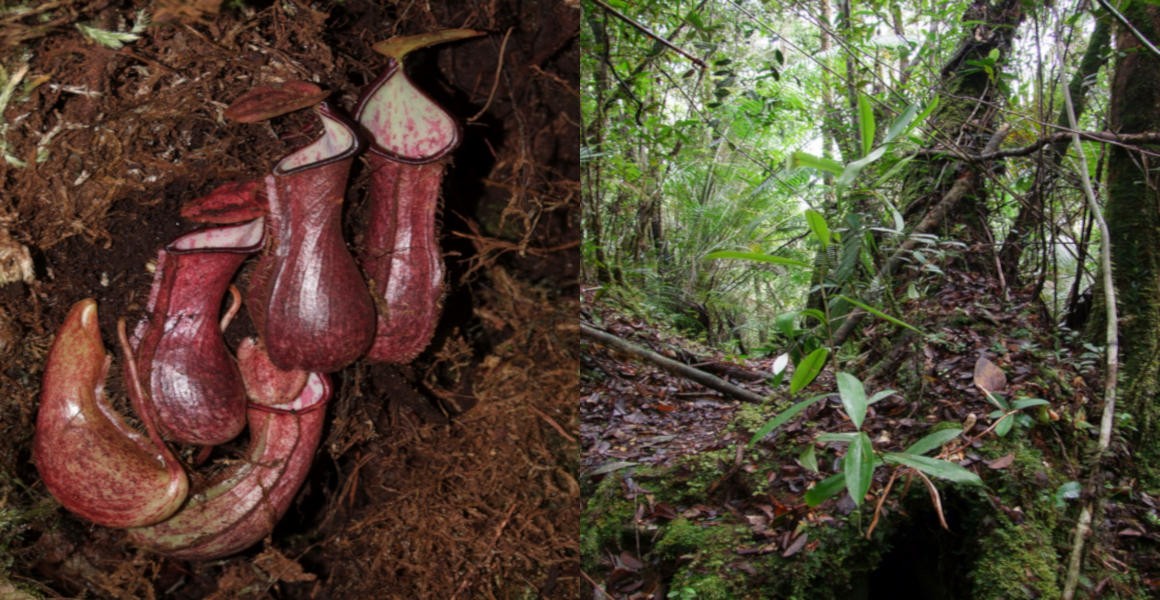Nepenthes pudica's red underground pitchers (left) and above ground shoots (right)