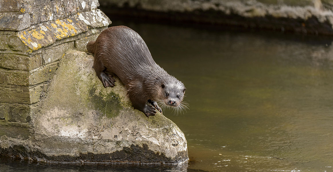 Otters are making themselves at home in UK cities | Natural History Museum