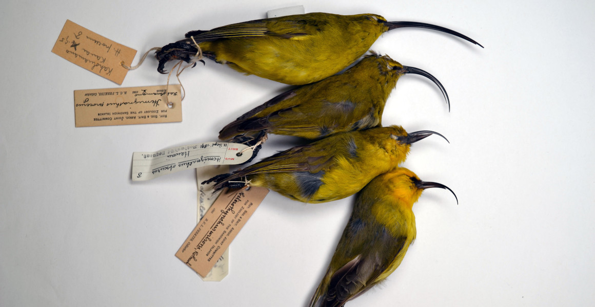 Birds, bat and fish among 23 species declared extinct by USA | Natural  History Museum