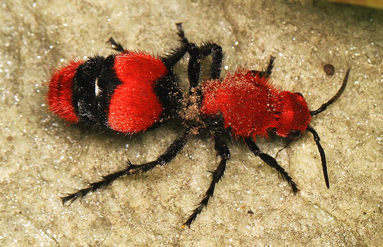 The red velvet ant, Dasymutilla occidentalis