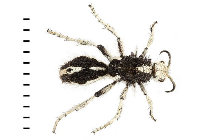 A Leucospilomutilla cerbera velvet ant specimen