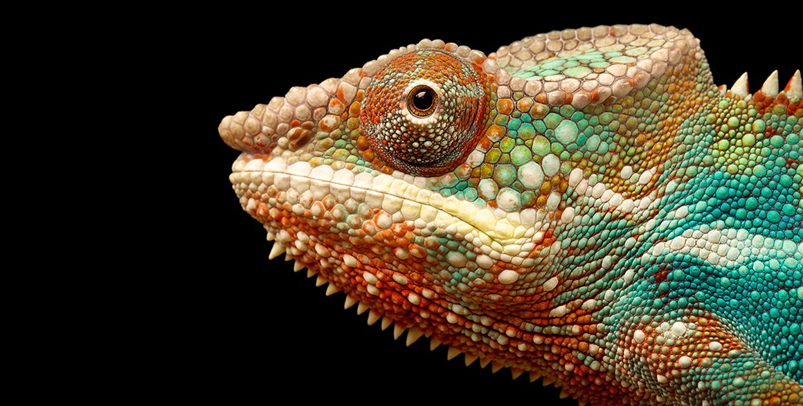 Amazing eyes: 17 vision champions | Natural History Museum