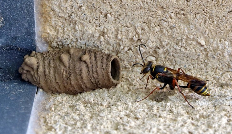 Male Wasps Can Use Their Genitals To Fight Off Predatory Frogs Natural History Museum