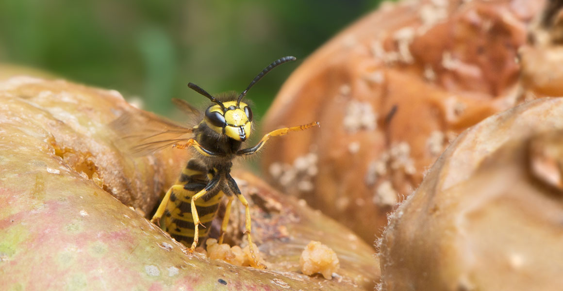 What causes wasps?
