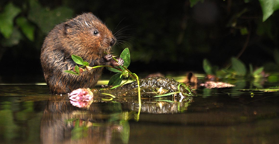 endangered-water-voles-to-be-reintroduced-to-london