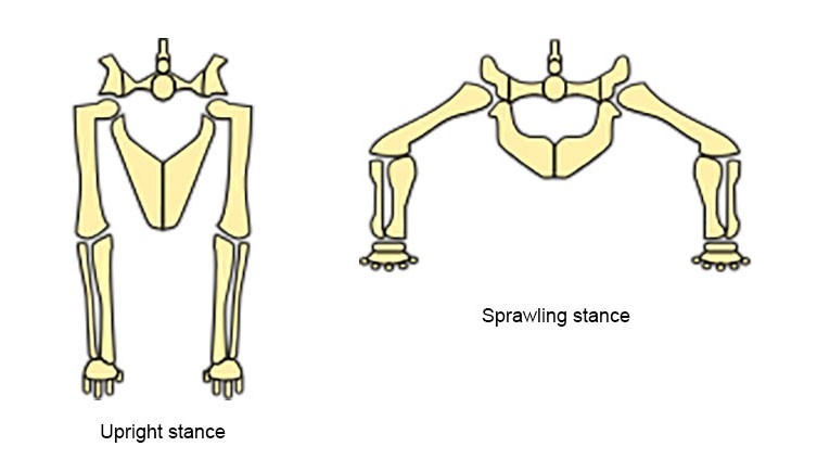 Diagrama mostrando a diferença entre uma postura ereta e uma postura extensa