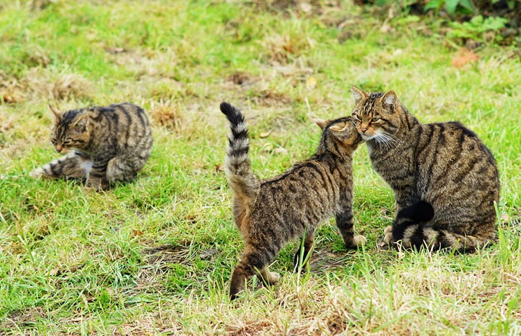 Tres gatos monteses escoceses en cautiverio