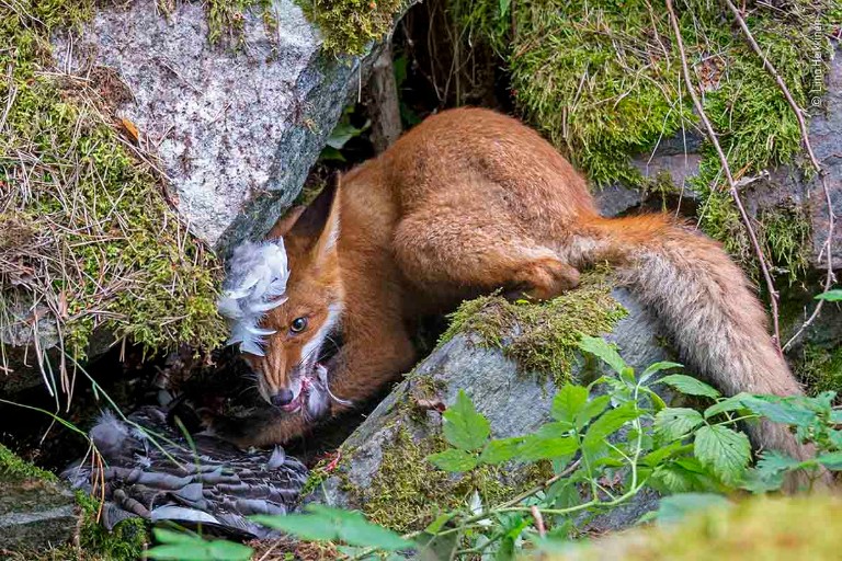 A red fox crouches under a moss covered rock snarling at the camera as it defends the remains of a goose. Feathers and blood can be seen in the fox's mouth, as it's feet hold down part of the gooses's wing.