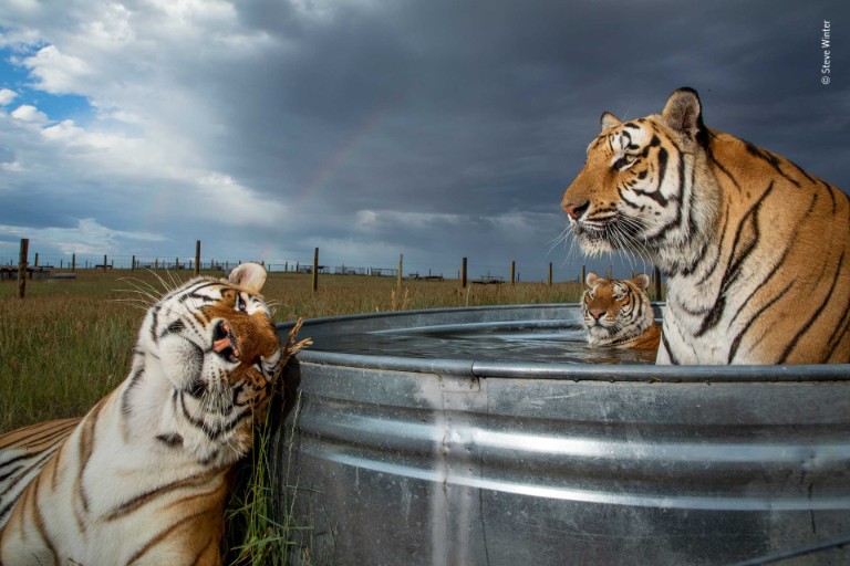 Three tigers relax with a metal tub filled with water in an open landscape