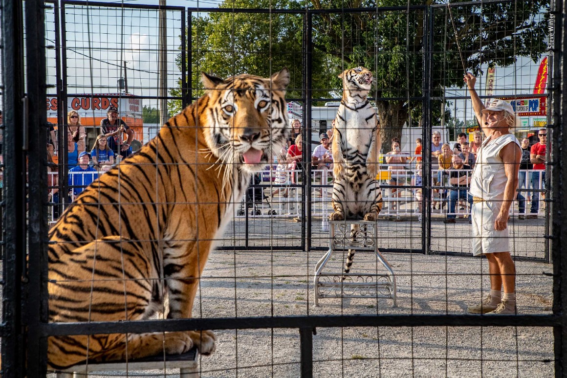 A photo of two tigers in a cage at a county fair steated on tall chairs performing tricks