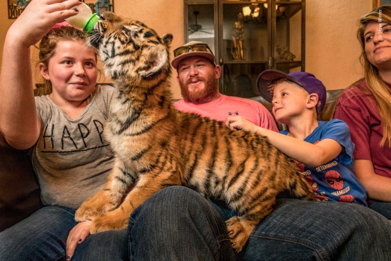 A photo of a family feeding a tiger cub with a bottle