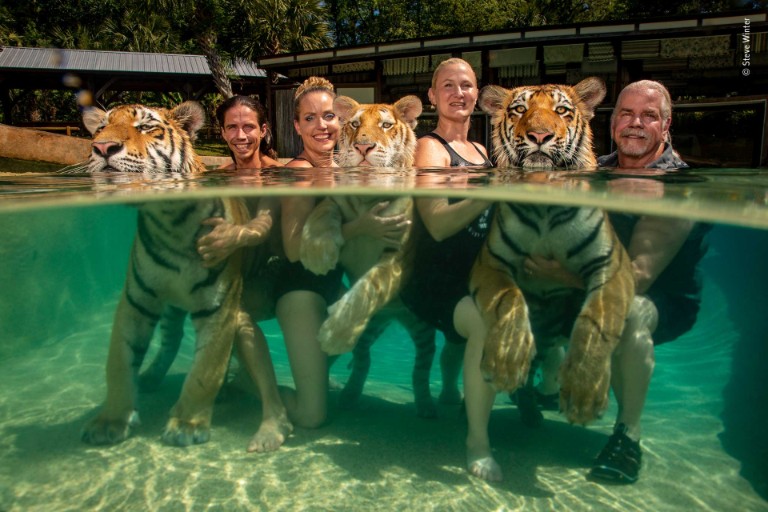 A photo of four people posing with three tigers under water