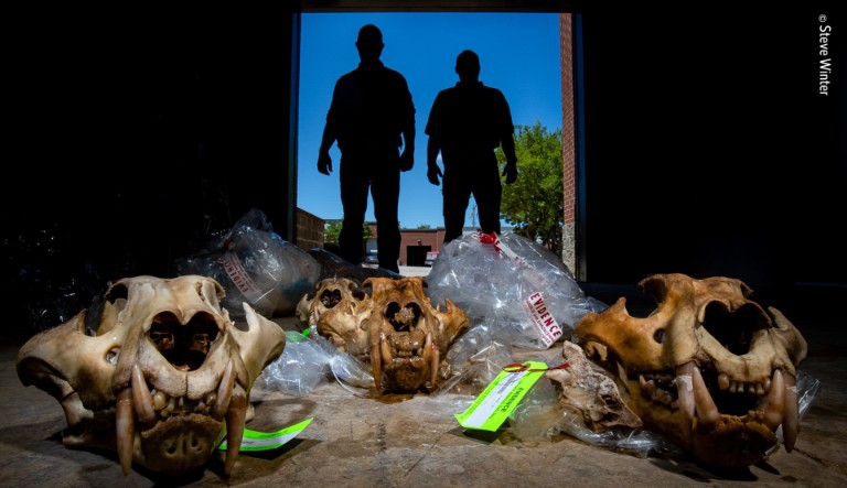 US Fish and Wildlife agents stand behind the skulls of five adult tigers killed by Joe Exotic.