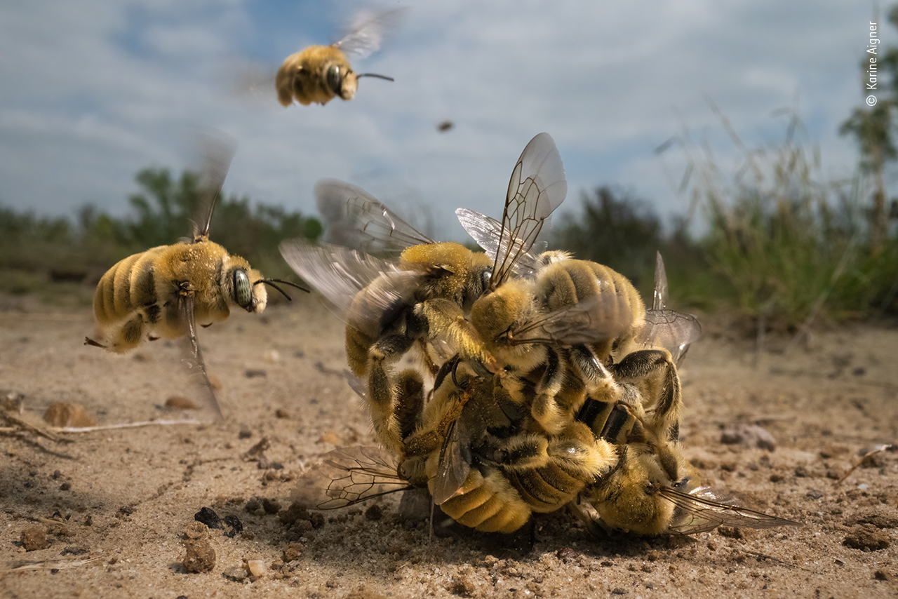 Wildlife Photographer of the Year: The small world of bees wins ...