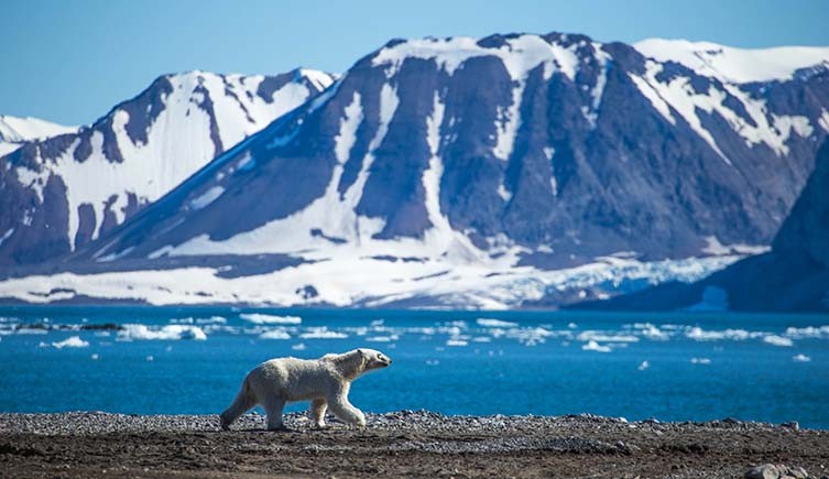 Un oso polar camina por una orilla pedregosa frente a una masa de agua helada, y a lo lejos se elevan montañas nevadas.