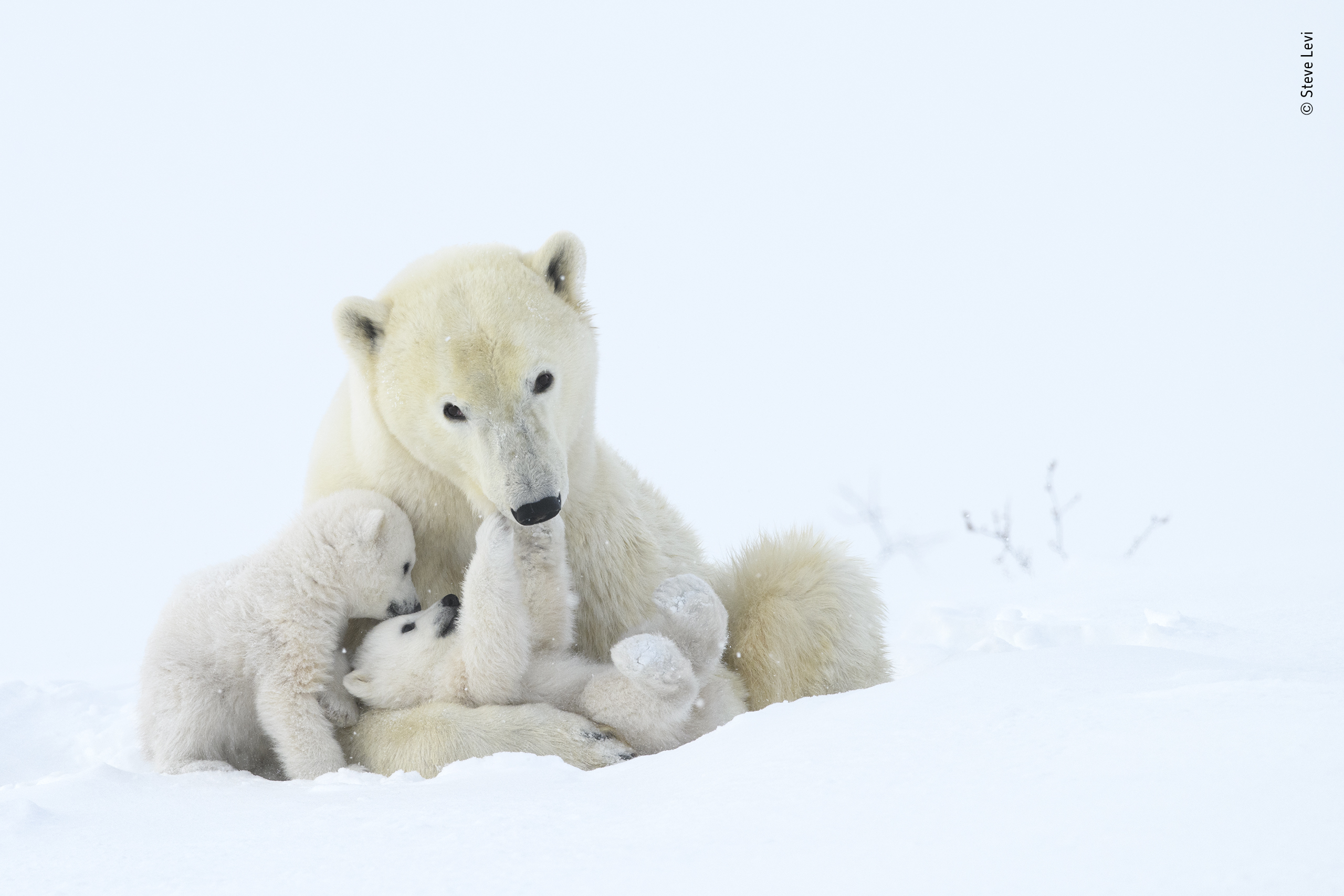 the Year: polar bears on the brink | Natural History Museum
