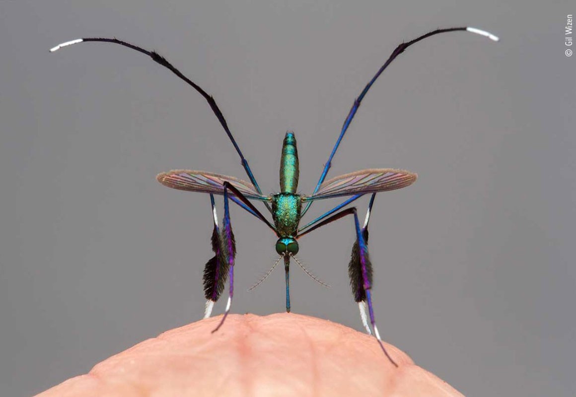 Wildlife Photographer of the Year: The world's most beautiful mosquito |  Natural History Museum