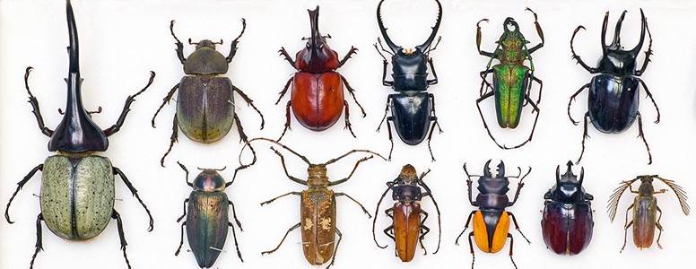 Coleoptera collection - colourful beetles