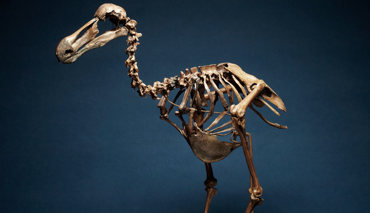 Fossil bird collection | Natural History Museum