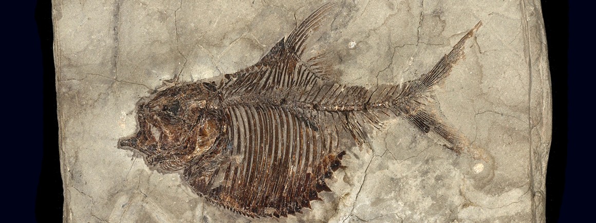 Fossil fish collection | Natural History Museum