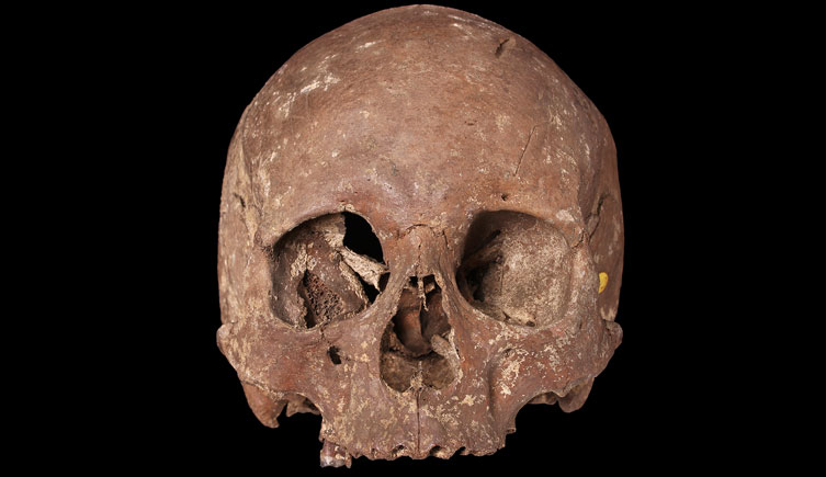 Skull of adult excavated from Walthamstow Reservoir