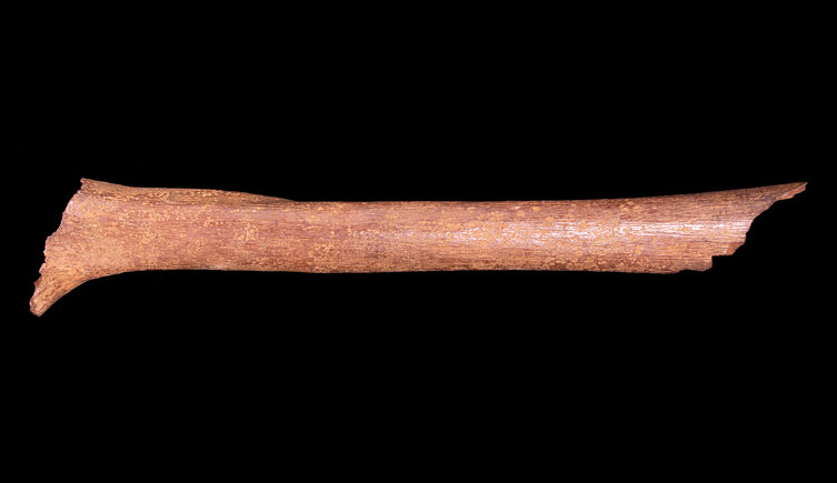 Adult, left femur from East India Dock