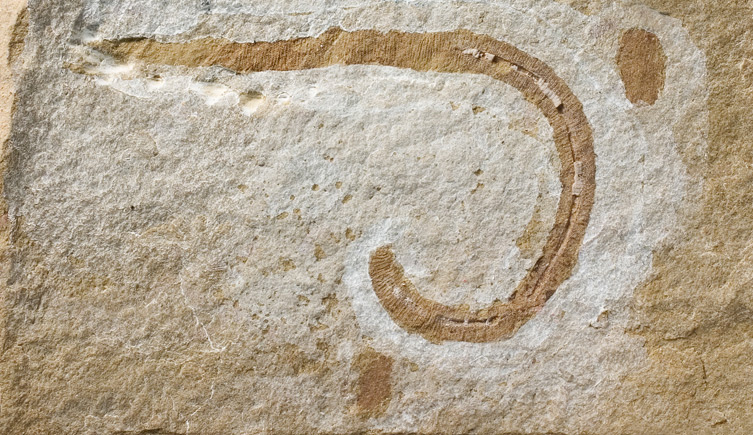 Protoscolex annelid fossil