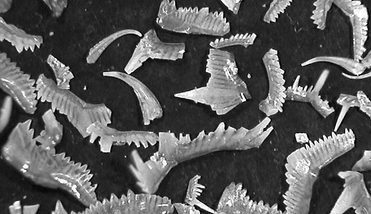 Conodont collection | Natural History Museum