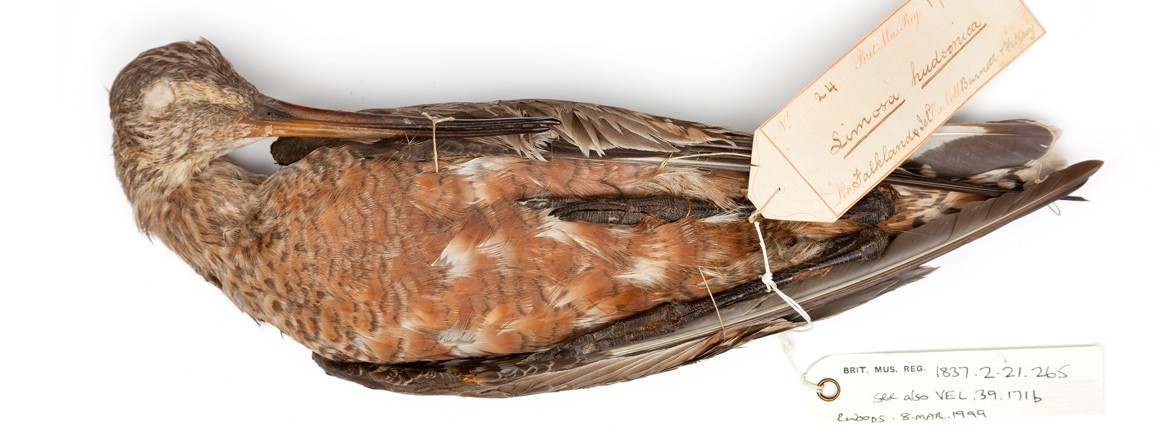 Hudsonian godwit, Limosa haemastica
