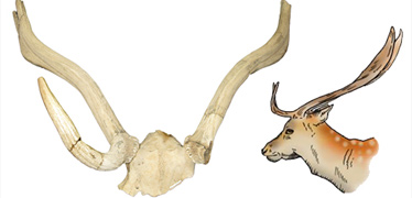 Evolution and taxonomy of ice age deer