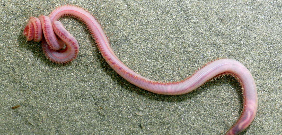 Fishing-bait bloodworms have bee-sting bites