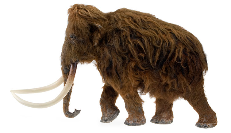 znaleziono zamarznietego mamuta torrent