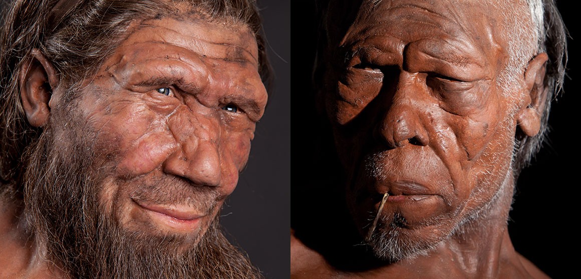 Neanderthal Vs Homosapien