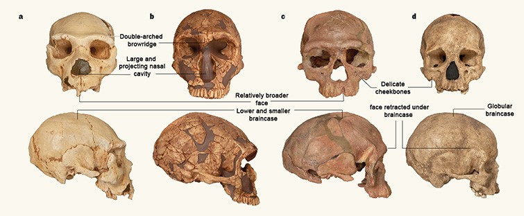 Oldest Known I Homo Sapiens I Fossils Discovered In Morocco Natural History Museum
