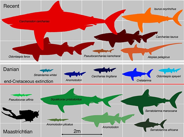 Shark Size Chart