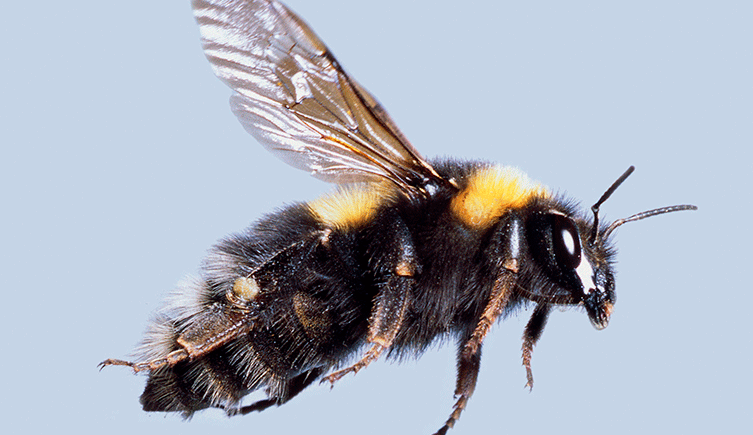 Research into species traits could help save Europe's dying bees ...