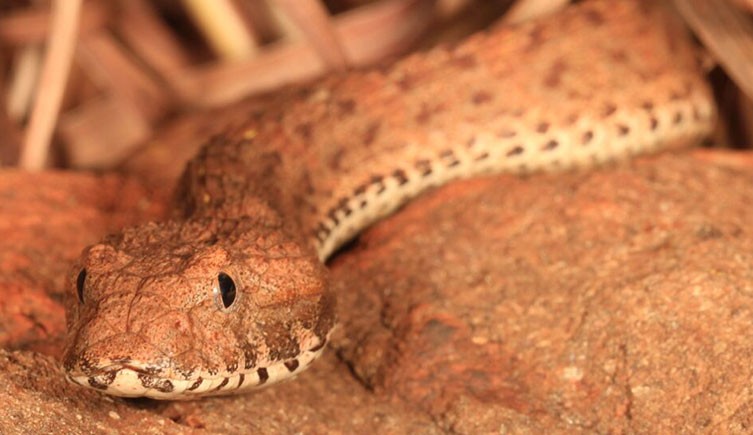New highly venomous snake species discovered Australia | Natural Museum