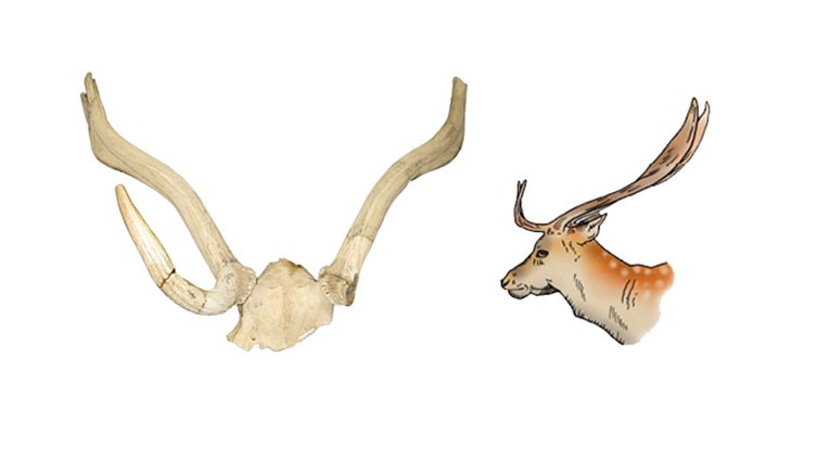 Evolution and taxonomy of Ice Age deer | Natural History Museum