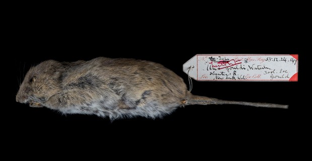 Natural History Museum collection resurrects Australian rodent thought to  be extinct for over 160 years | Natural History Museum