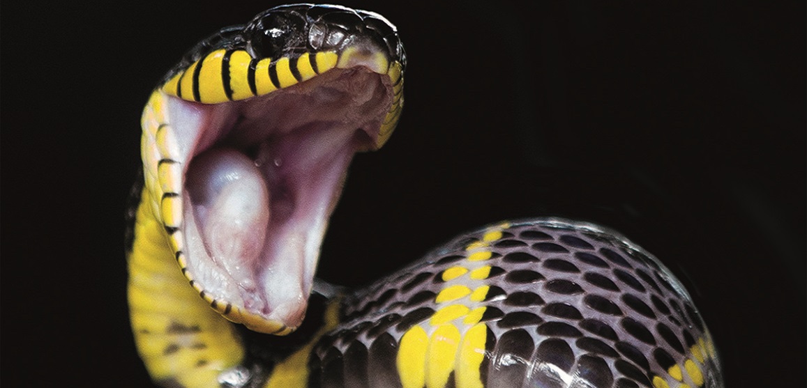 Сон змея ест. Змея с желтым ртом. Во сне искусала черно желтая змея. К чему сниться змеи кобры мужчине.