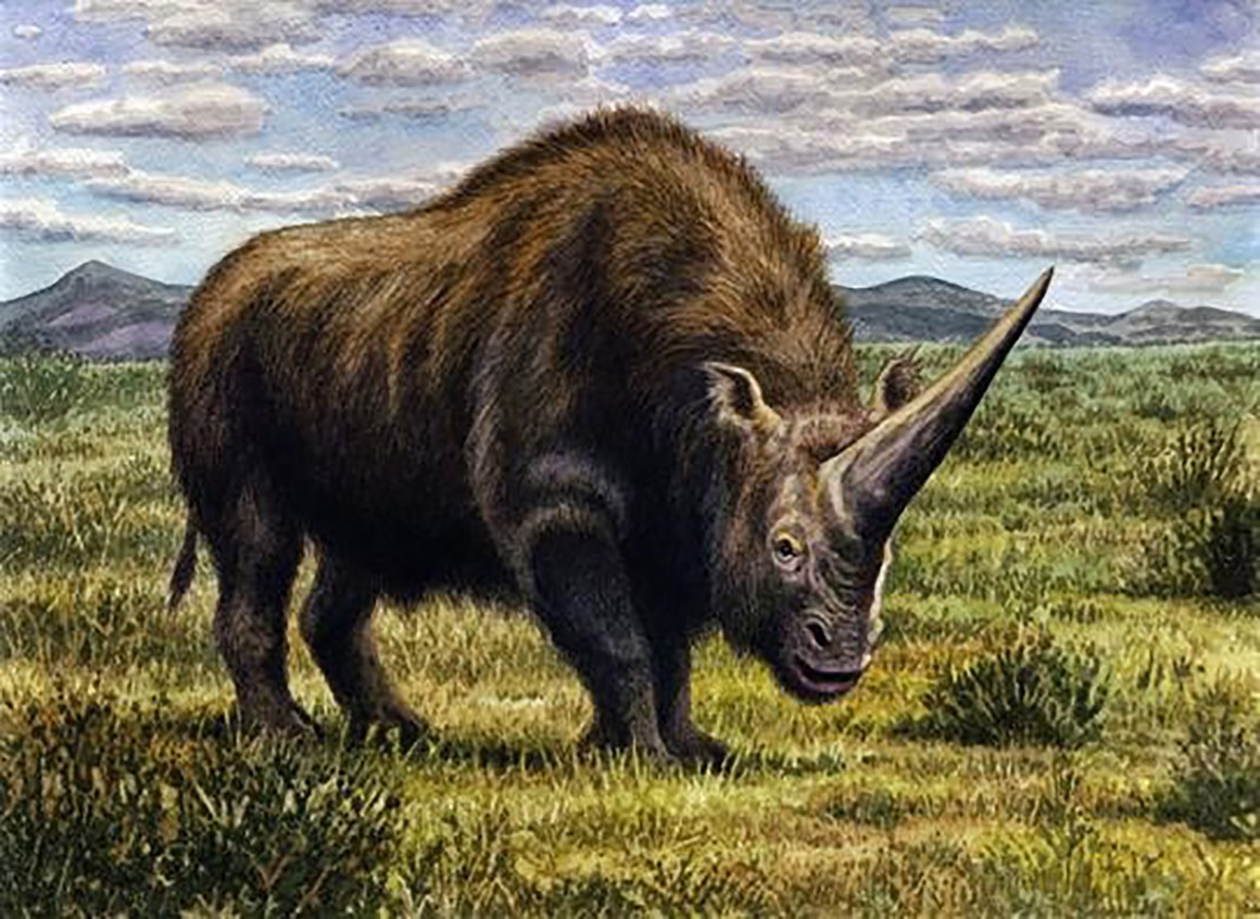 Siberian unicorn' a victim of ice-age extinction | Natural History Museum
