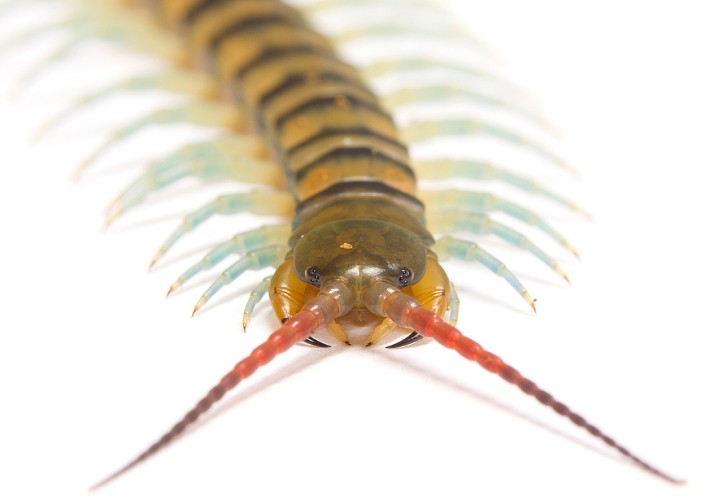 Centipedes have evolved complex venom five separate times | Natural History  Museum