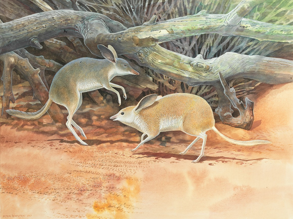 Researchers discover new species of extinct Australian mammal | Natural  History Museum