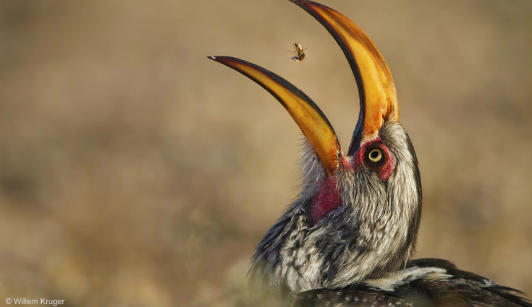 Southern yellow-billed hornbill, copyright Willem Kruger