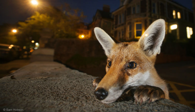 Urban red fox photograph, copyright Sam Hobson