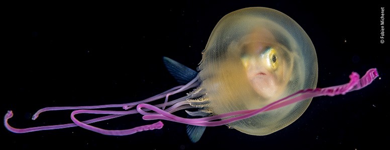 A photograph of a jellyfish with purple tentacles by Fabien Michenet.