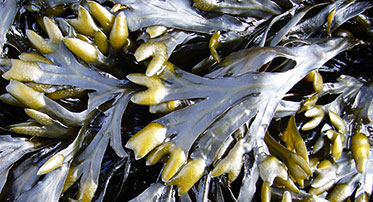 Close-up of seaweed