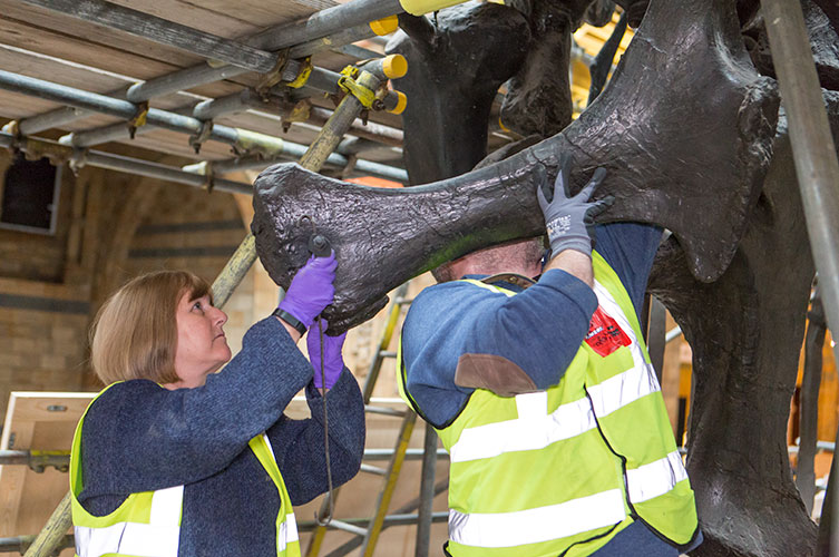 Photo of Museum conservators lifting one of Dippy's very big bones